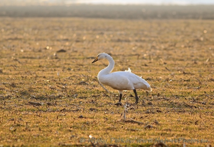 WildLife Photos of Birds, Geese, Ducks & others, Whooper Swan, Cygnus cygnus